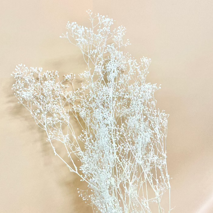 白いカスミ草 かすみ 花材通販 プリフラSHOP