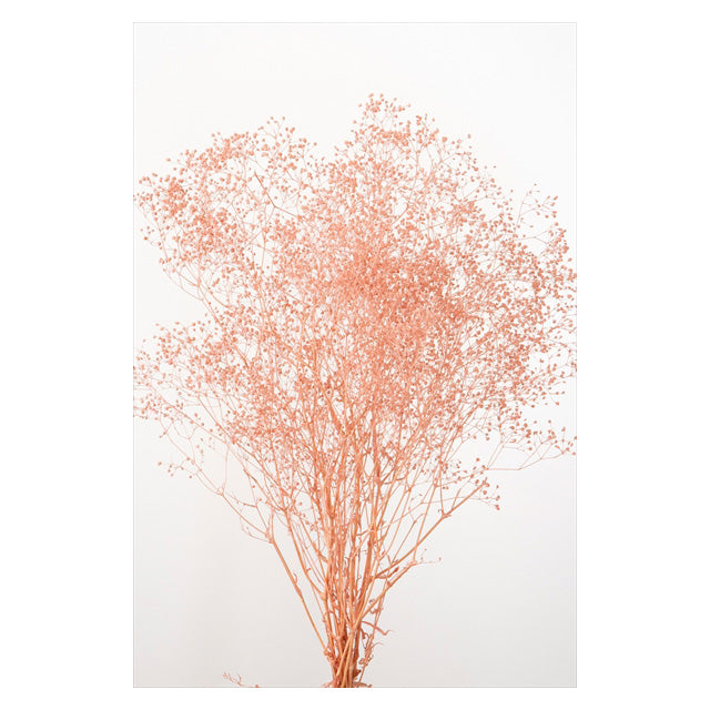 【プリザーブド】【卸販売】00010-195 ミニカスミ草 クラウドピンク 大地農園 プリザーブドフラワー専門店 花材卸