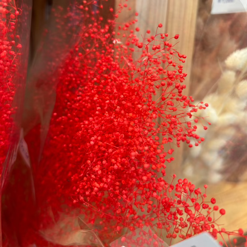 ミニカスミ草 レッド