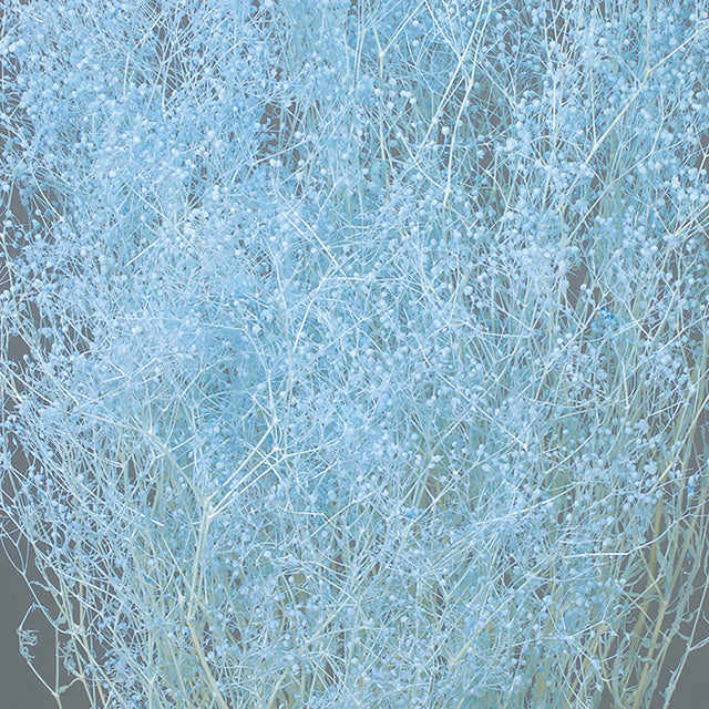 【プリザーブド】【卸販売】00010-410 ミニカスミ草 ラベンダー 大地農園 プリザーブドフラワー専門店 花材卸 水色