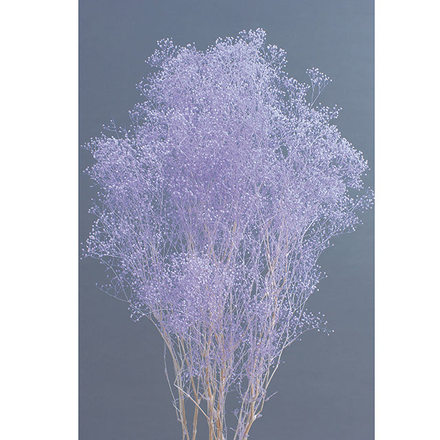【プリザ】かすみ草 エンジェルパープル
花材通販 プリフラSHOP