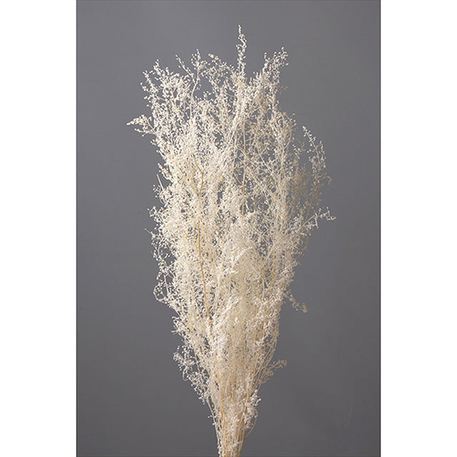 【プリザーブド】大地農園 01090-011 シャワーグラス オフホワイト プリザーブドフラワー 花材卸 プリフラSHOP shower glass