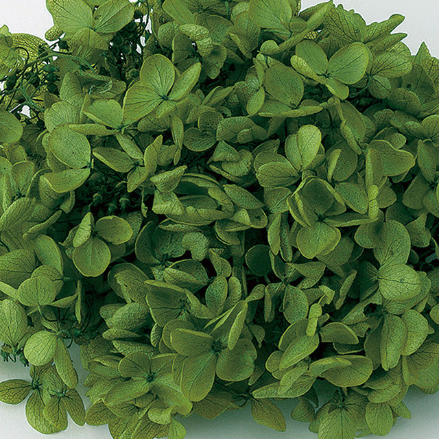 【プリザ】【大地農園】01510-771 ピラミッドアジサイ ヘッド グリーン 約2輪入り 花材卸 プリフラSHOP プリザーブドフラワー専門店