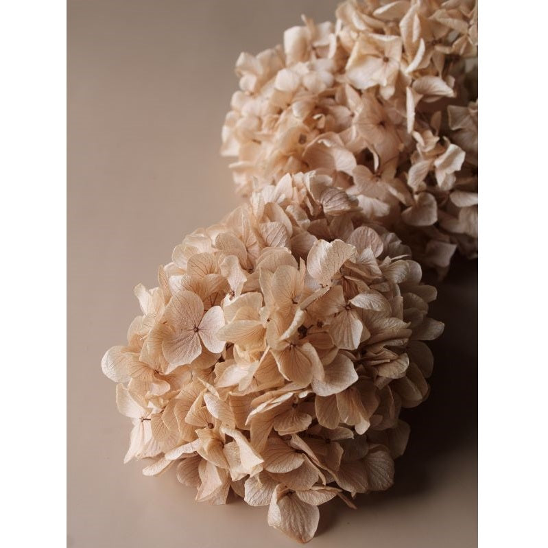 【次回 未定】01900-081 ゆめアジサイ・ヘッド シャンパン