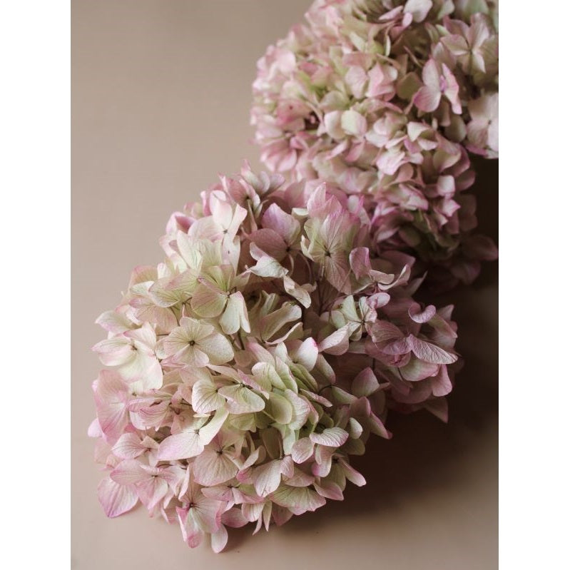 【プリザ】01900-171 ゆめアジサイ・ヘッド オレガノピンク