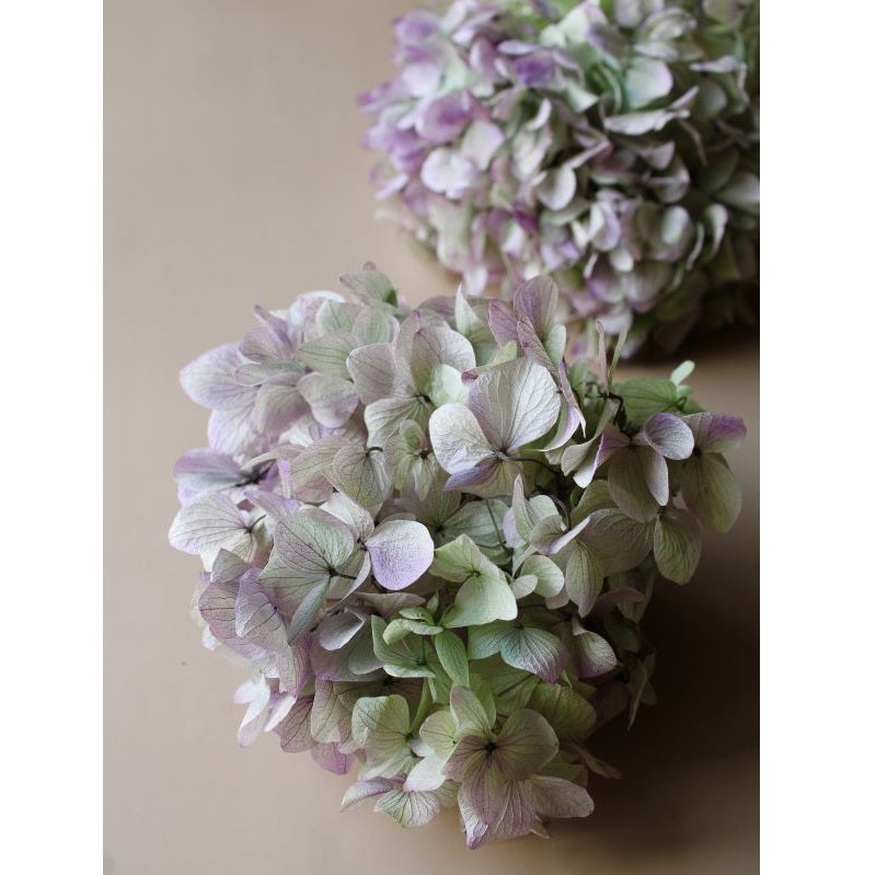 【プリザ】01900-471 ゆめアジサイ・ヘッド オレガノパープル