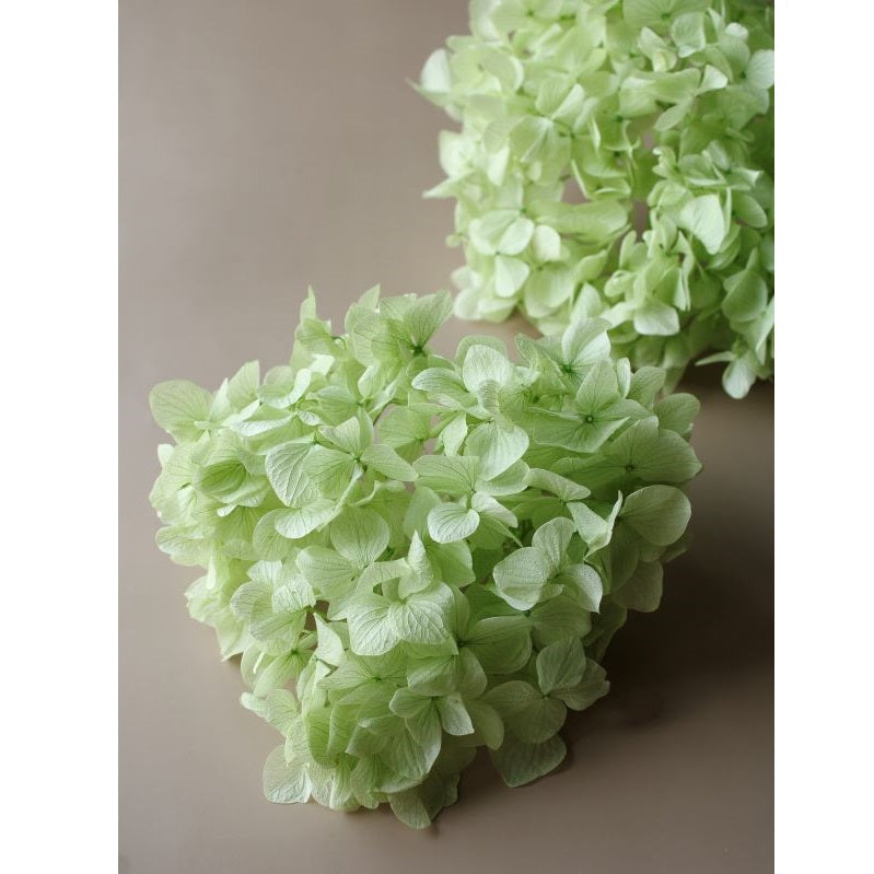 【プリザ】01900-711 ゆめアジサイ・ヘッド クリアグリーン