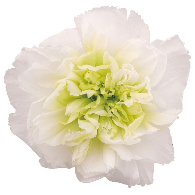 【母の日】【カーネーション】【プリザ】02180-011 カーネーション ミルフィーユ ホワイトライム 花材販売 プリフラSHOP