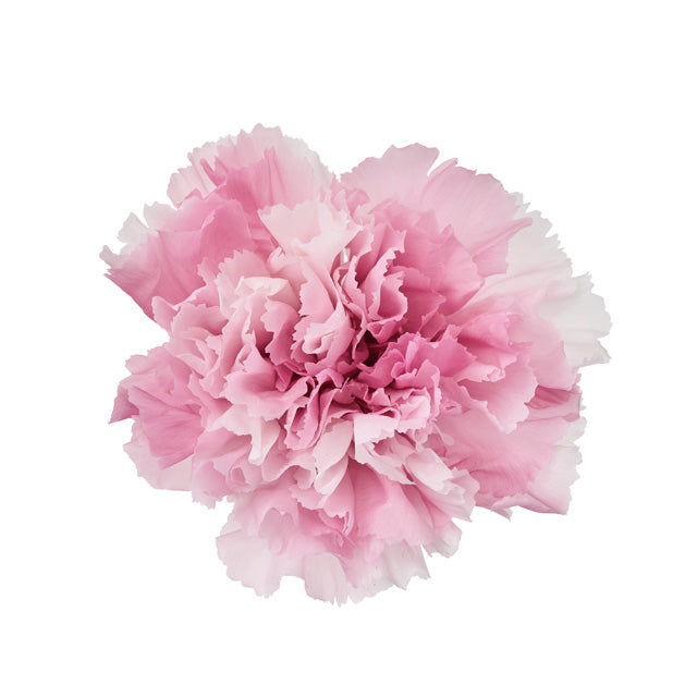 カーネーション・スフレ ベリーピンク