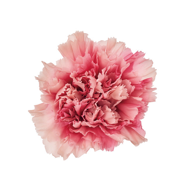 カーネーション・スフレ クラウドピンク