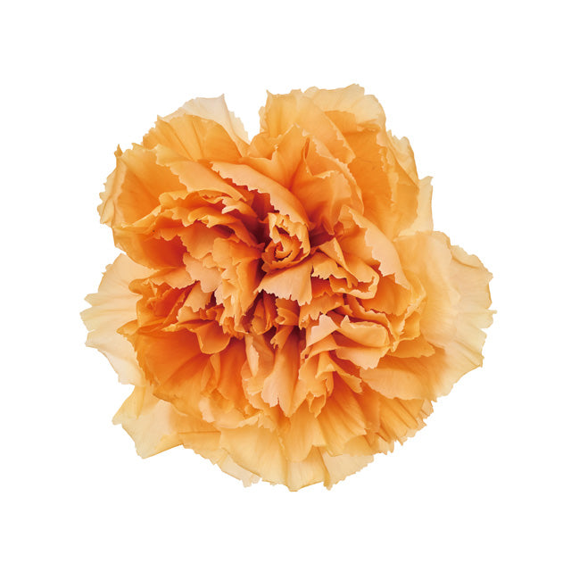 カーネーション・スフレ オレンジ