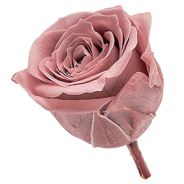 【プリザ】ビビアン モーブ 24輪入り 大地農園 プリザーブドフラワー 花材販売 プリフラSHOP