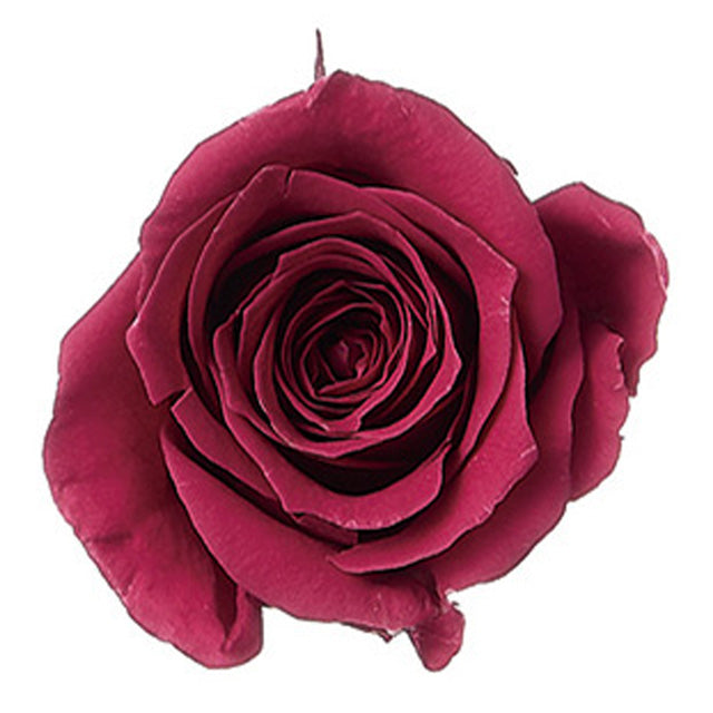 【プリザ】ビビアン ガーネット 24輪入り 大地農園 プリザーブドフラワー 花材販売 プリフラSHOP