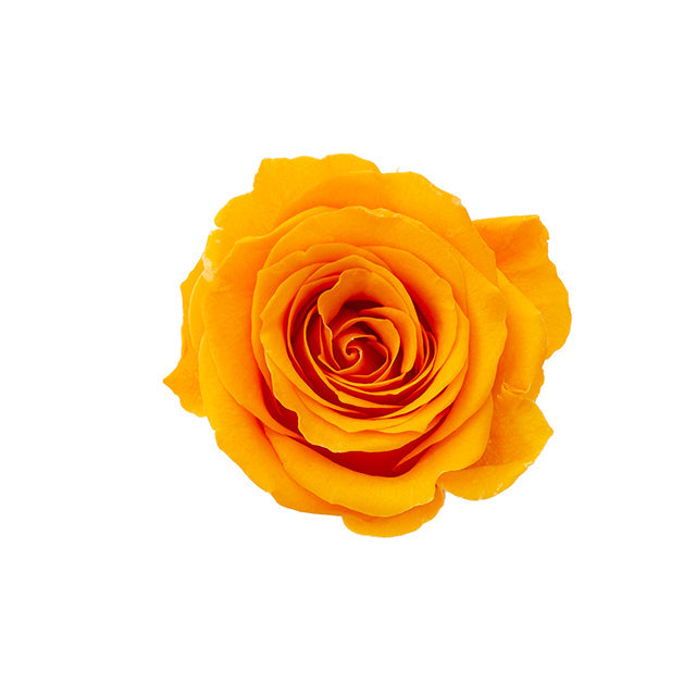 【プリザ】【大地農園】02580-351 ローズ・サラ フルーティオレンジ プリザーブドフラワー専門店 花材通販 プリフラSHOP