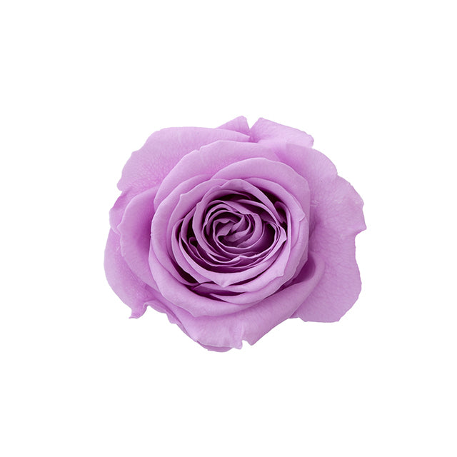 【プリザ】【大地農園】02580-451 ローズ・サラ スウィートライラック プリザーブドフラワー専門店 花材通販 プリフラSHOP