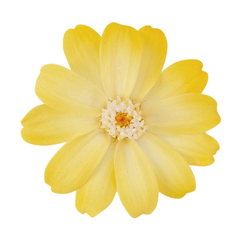 【プリザ】03464-500 ジニア・小・グラデーション ホワイトイエロー 花材通販 プリフラSHOP