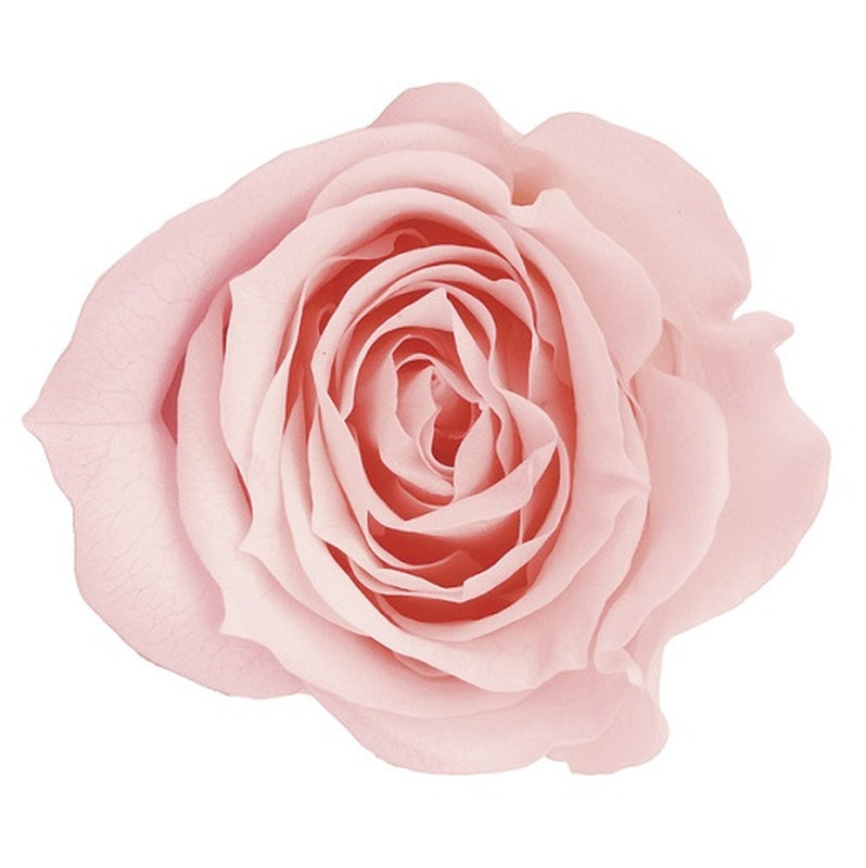 【プリザーブド】大地農園/ローズ・いずみ 9輪 ブライダルピンク/03480-101 プリフラSHOP 花材通販