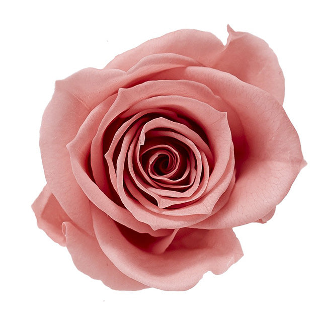 【プリザ】【大地農園】03840-171 ローズ・ミミ ボンボンピンク 9輪入り 花材卸 プリフラSHOP