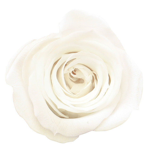 【プリザ】【大地農園】03840-001 ローズ・ミミ ピュアホワイト 9輪入り 花材卸 プリフラSHOP