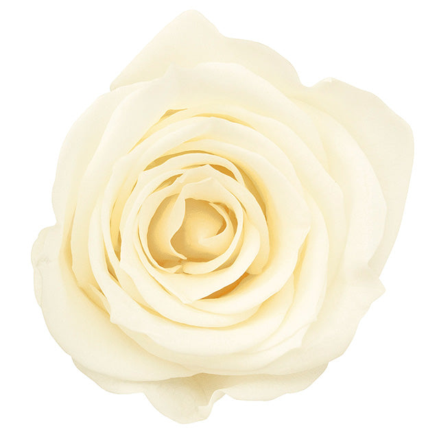 【プリザ】【大地農園】03840-111 ローズ・ミミ アンティックホワイト 9輪入り 花材卸 プリフラSHOP