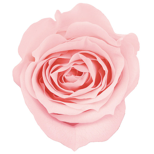 【プリザ】【大地農園】03840-101 ローズ・ミミ ブライダルピンク 9輪入り 花材卸 プリフラSHOP