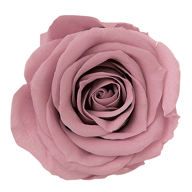 【プリザ】【大地農園】03840-192 ローズ・ミミ モーブピンク 9輪入り 花材卸 プリフラSHOP