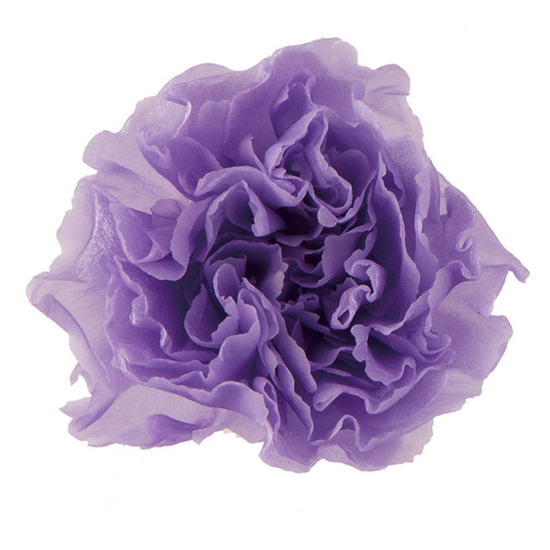 02381-411 ミニカーネーション ラベンダー