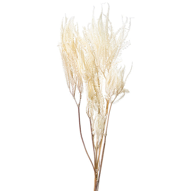 【ドライフラワー】【大地農園】50380-011 カーニバルファーン オフホワイト 花材卸 ドライフラワー専門店 プリフラSHOP