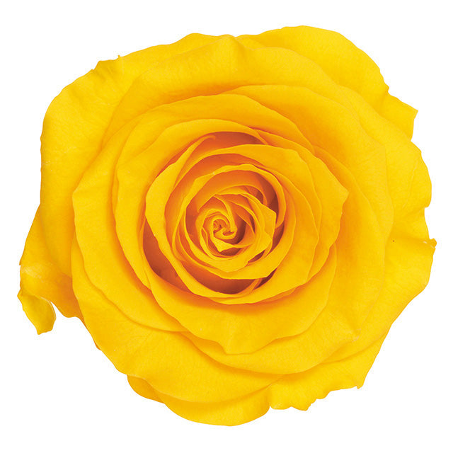 【プリザーブド】大地農園/ローズ・かのん・M 9輪 ミモザイエロー/05202-521 プリフラSHOP 花材通販