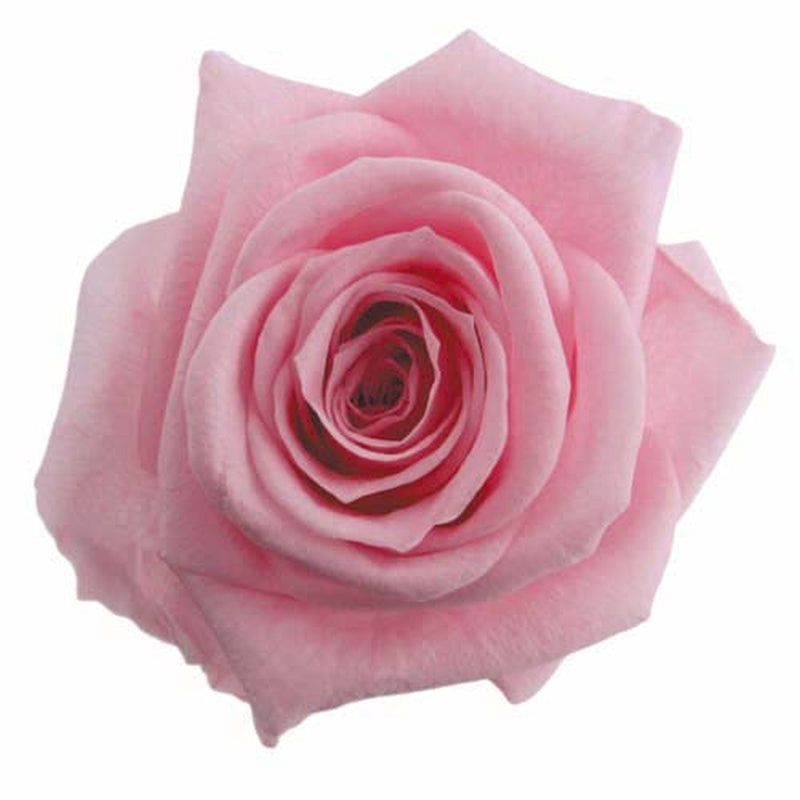 【プリザ】FL100-7 スタンダードローズ ベイビーピンク