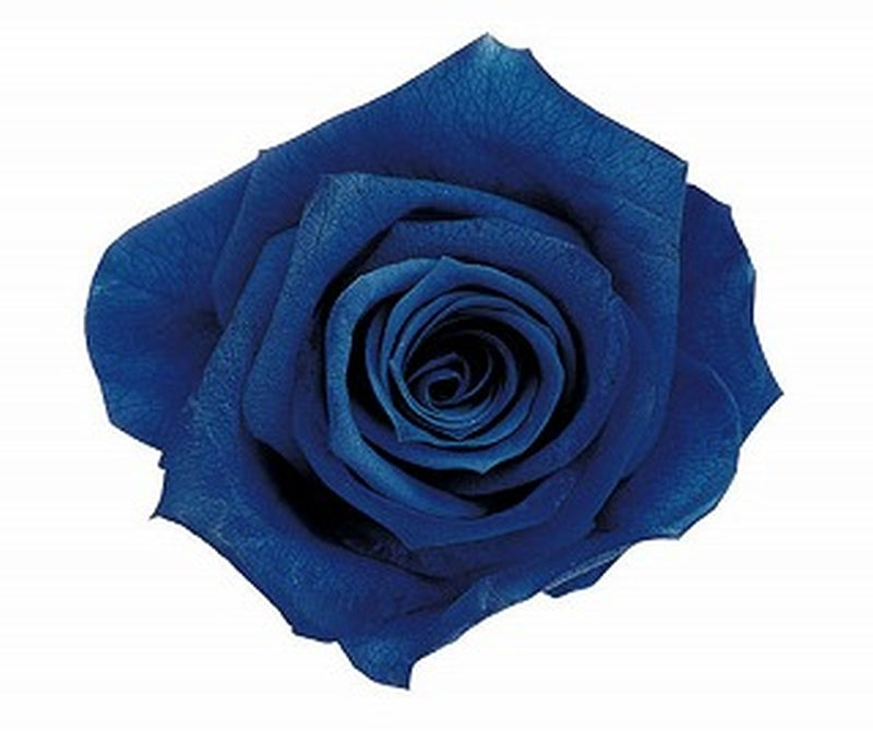 【未定】FL300-12 メディアナローズ グランブルー