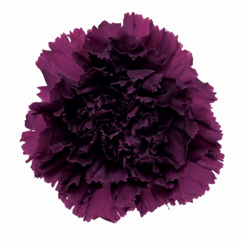 02380-241 カーネーション ワイン