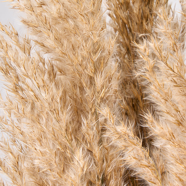 【ドライ】【インテリアデザイン】18894 プルームリード ナチュラル コアトレーディング 東京堂 ドライフラワー専門店 プリフラSHOP