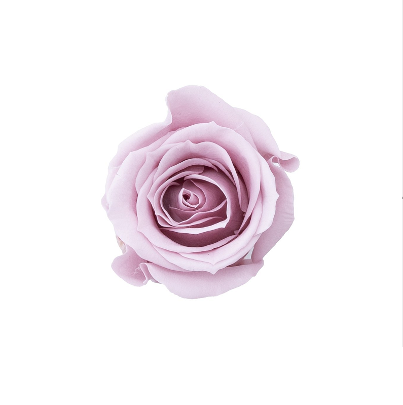 【プリザ】03840-241 ローズ・ミミ ミスティーローズ