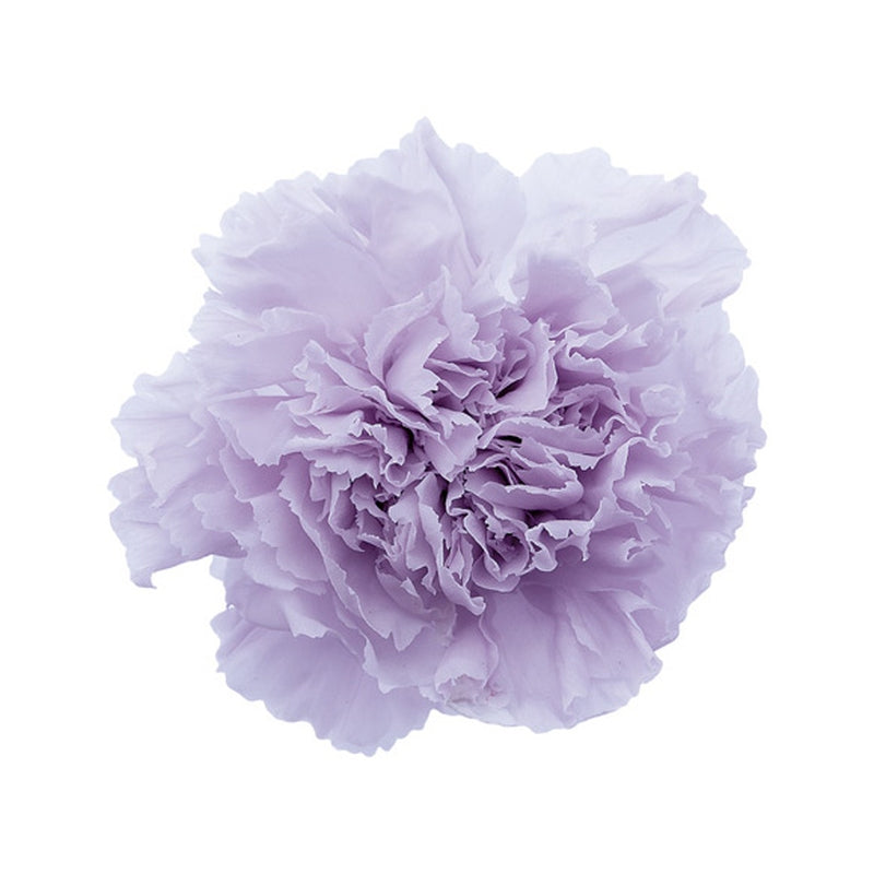 02380-431 カーネーション パウダーライラック