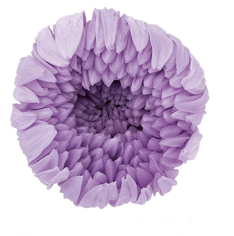 【プリザ】04806-451 輪菊・中 スウィートライラック