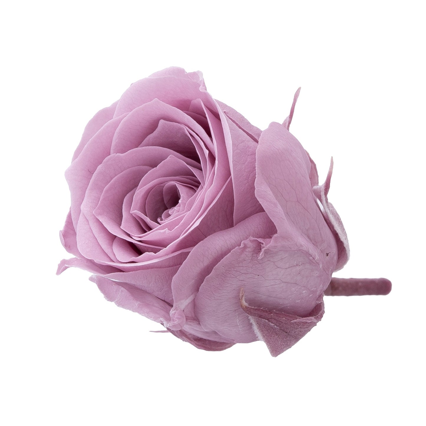 【プリザ】02370-441 ビビアン グレイッシュパープル