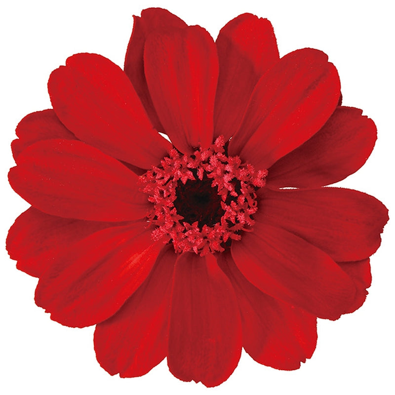 【プリザ】03461-301 ジニア・小 レッド