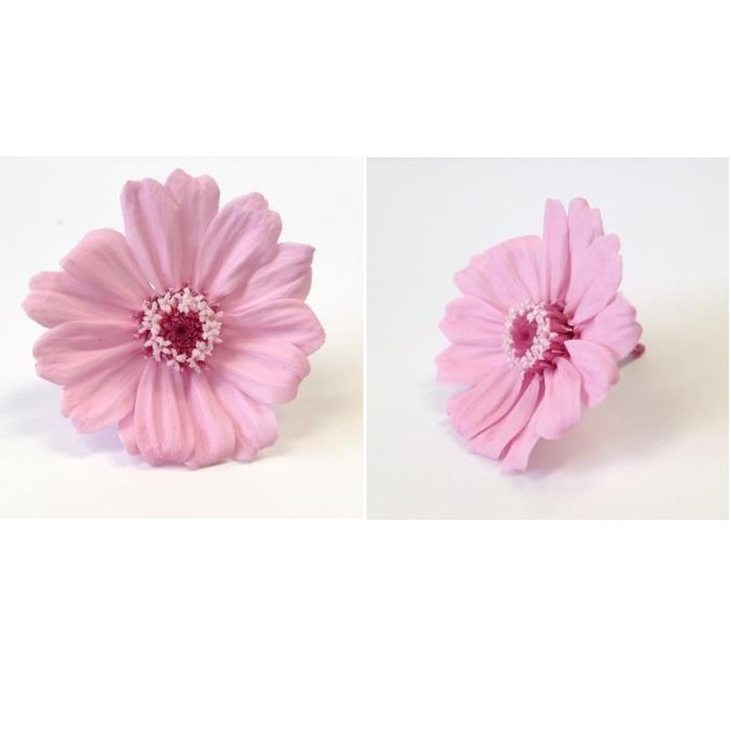 【プリザ】03461-111 ジニア・小 クリスタルピンク