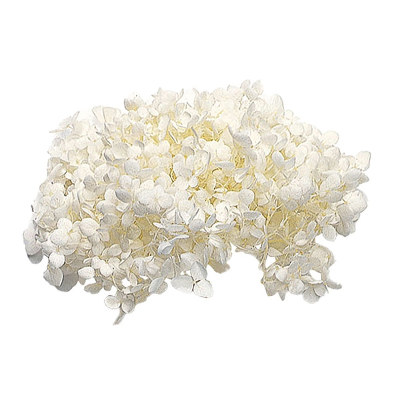 【次回 8月下】02160-011 アナベル・ヘッド オフホワイト