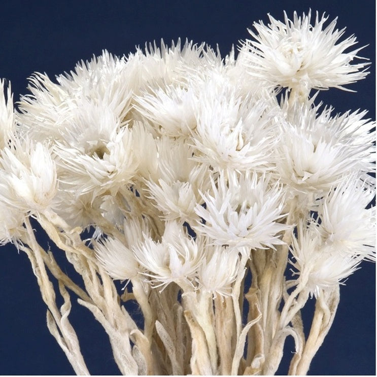 【ドライ】32001-011 ミニシルバーデージー 白【大地農園】花材販売 プリフラSHOP