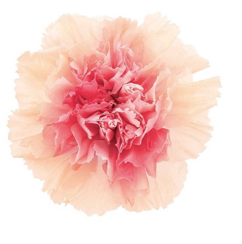 02180-370 カーネーション ミルフィーユ ピーチロゼ