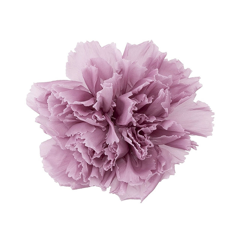 02380-441 カーネーション グレイッシュパープル