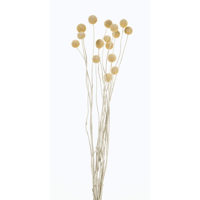 【ドライ】【大地農園】40292-012 ビリーボタン ウオッシュホワイト ドライフラワー専門店 プリフラSHOP花材卸