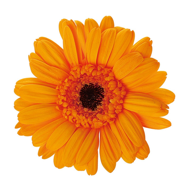 【プリザ】03170-355 ガーベラ フルーティオレンジ