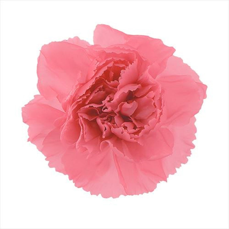 02381-161 ミニカーネーション エンジェルピンク