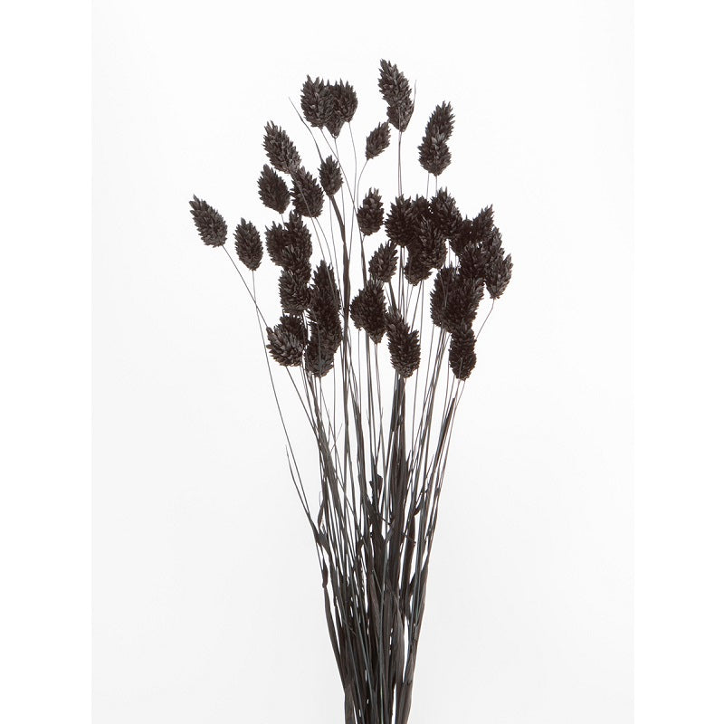 ポアプランツ 黒