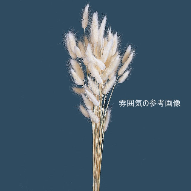 【ドライ】ラグラス 白 バルーン用