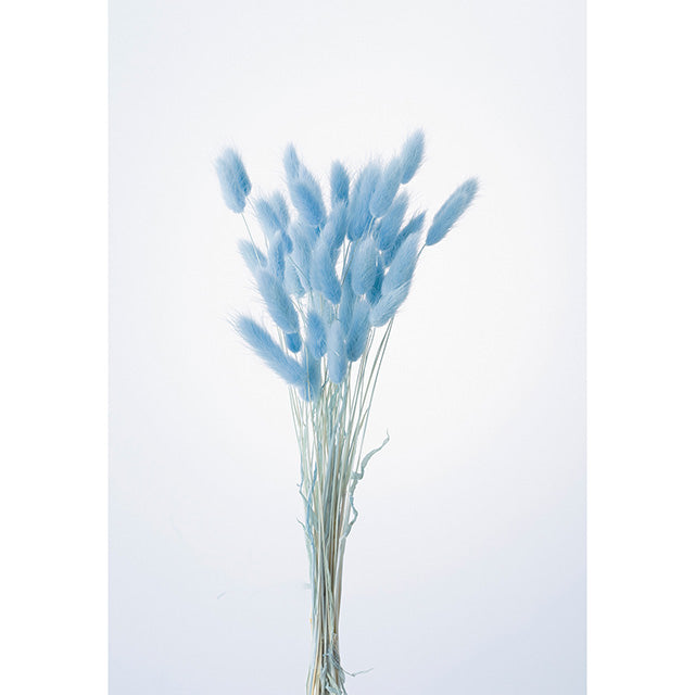 ラグラス ラベンダー 42050-411 プリフラSHOP 通販サイト