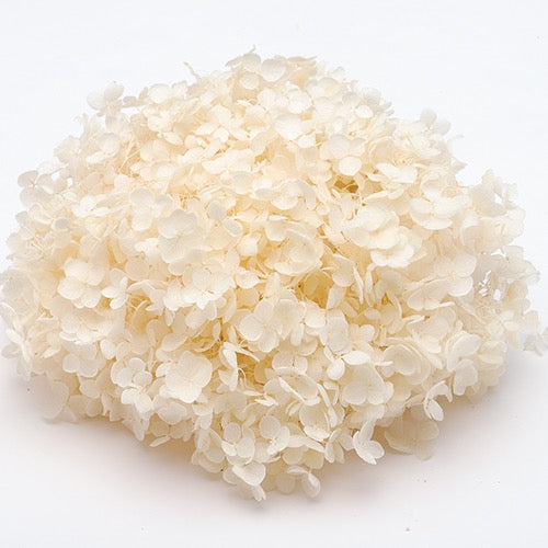 【プリザ】64170 ソフトあじさいアナベル ホワイト